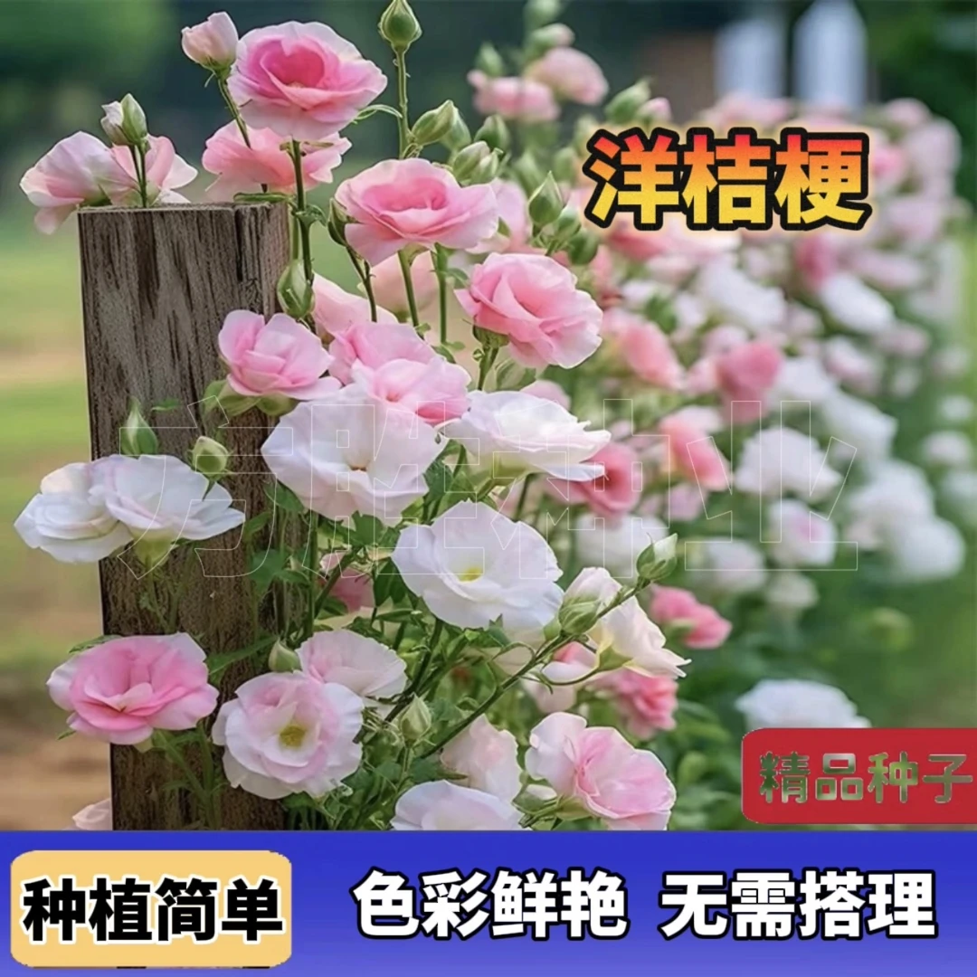 洋桔梗花种子 四季易活阳台庭院盆栽花卉植物花种子籽花籽室外室