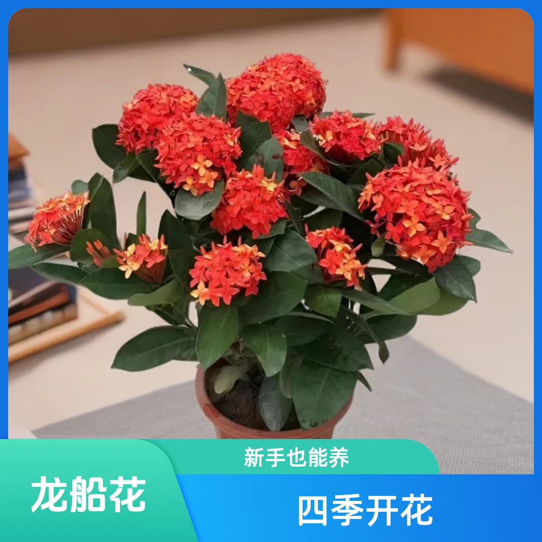 【带花苞】龙船花绣球苗盆栽四季开花耐寒耐热阳台庭院种植花卉植物