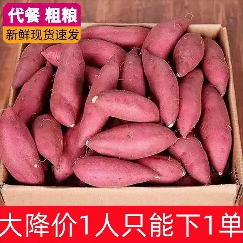 开封沙地蜜薯现挖现发红薯1-9斤新鲜黄心板栗番薯山芋香甜无丝薯