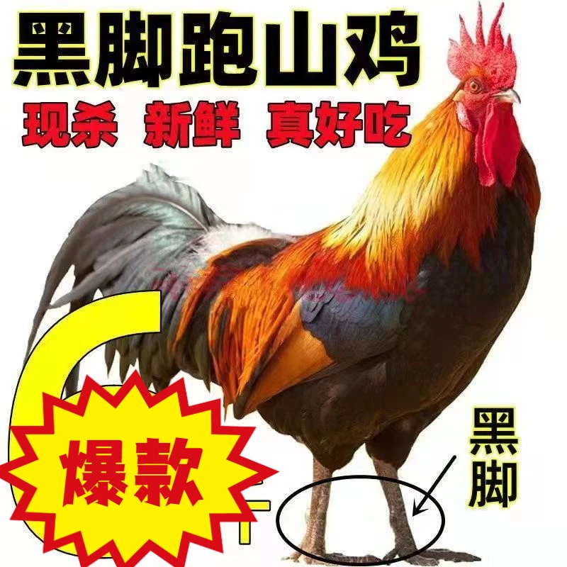 【黑脚公鸡】4.5斤正宗农村散养3斤大公鸡土鸡现杀走地鸡笨公鸡生态
