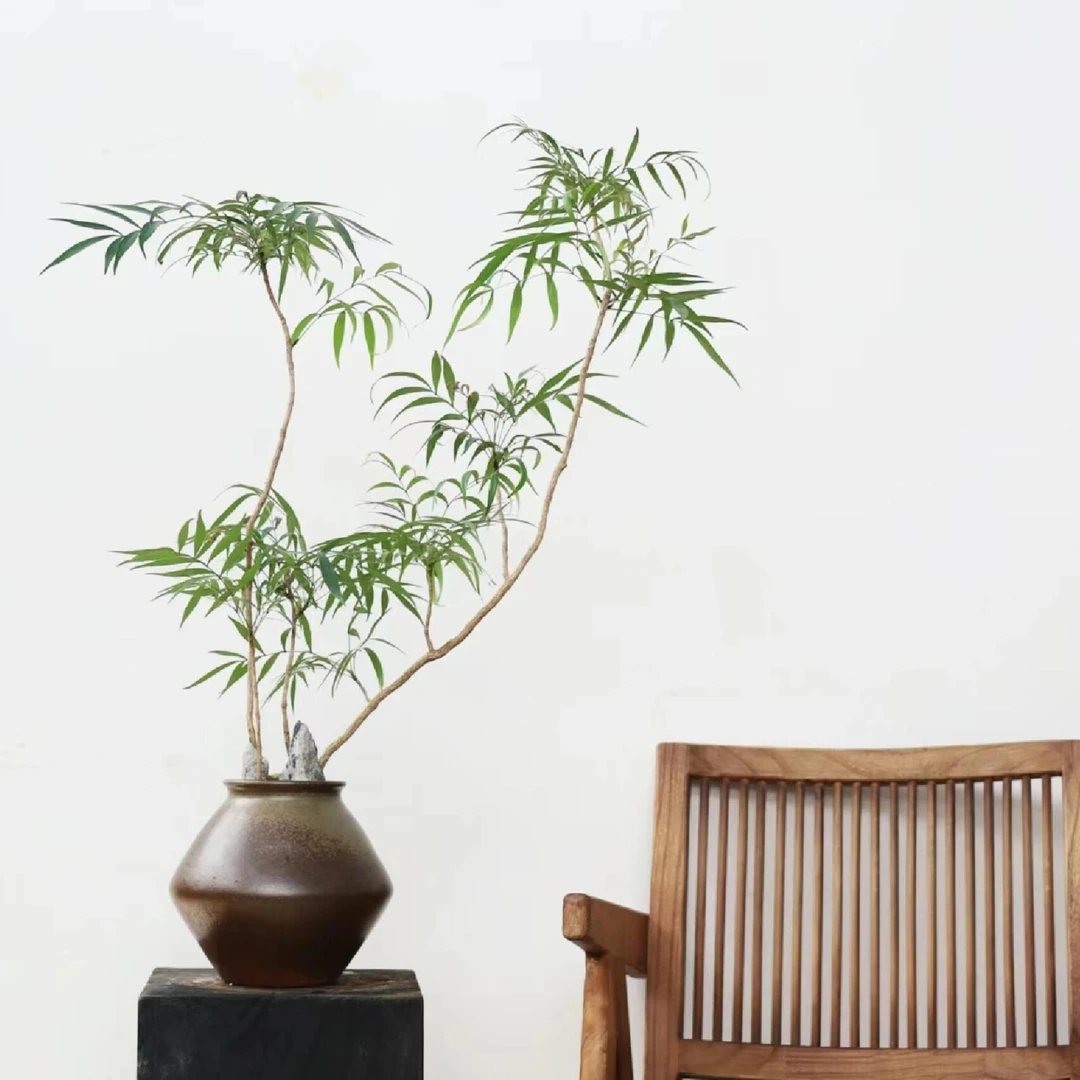 【火焰南天竹】设计桌面绿植盆景玄关开花盆栽鲜活绿植好养变色植物