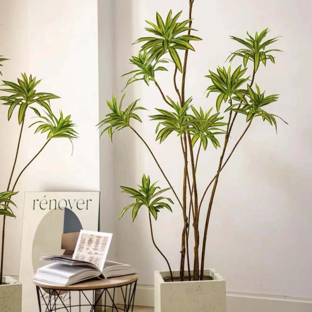 百合竹大盆栽植物直立室内大型绿植网红北欧好养美观观赏清雅百变