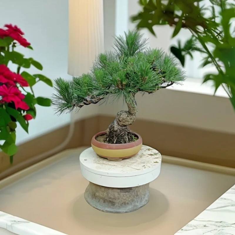 老桩黑松四季常青耐寒耐旱耐高温庭院阳台摆放