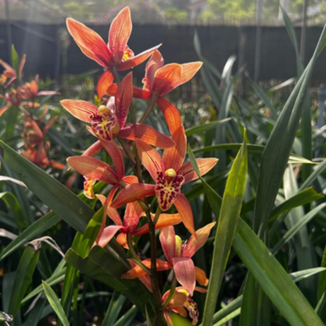 年年红兰花室内观赏绿植红花庭院盆景网红草阳台栽培吉利红