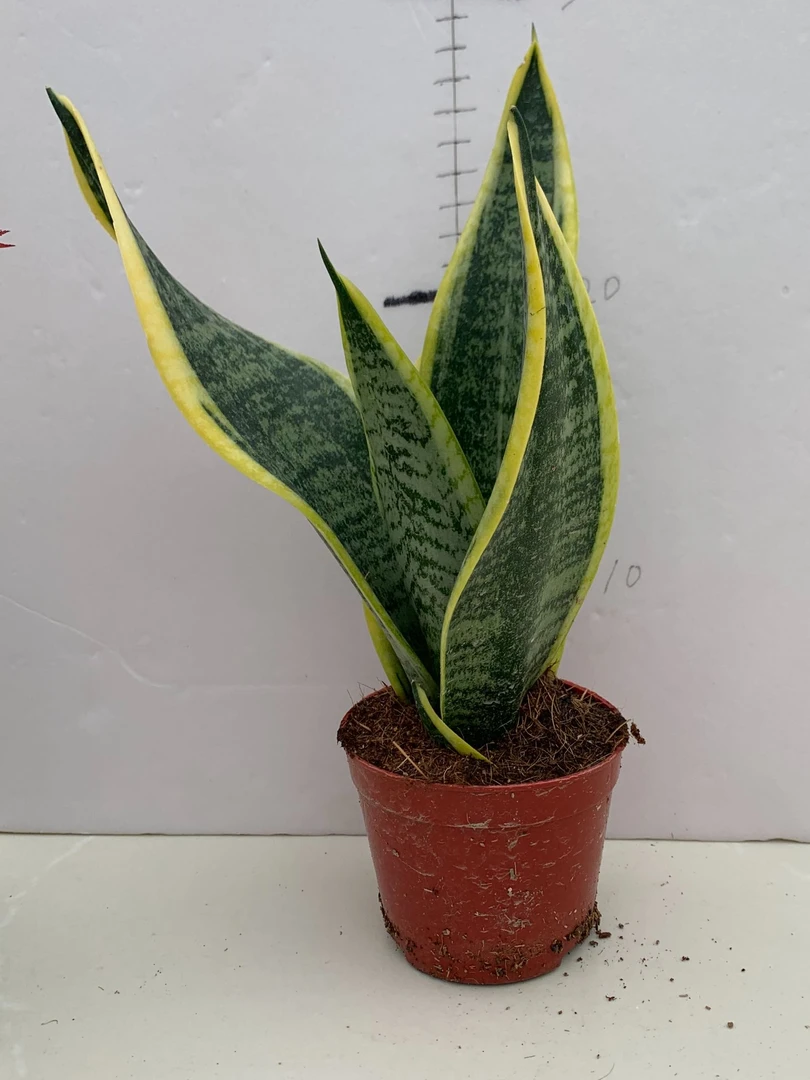虎皮兰基地直发有品质保证售后保障