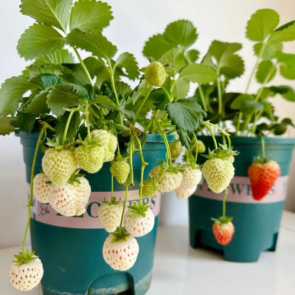 【宏大】天使草莓苗盆栽不售后【头茬原盆原土】
