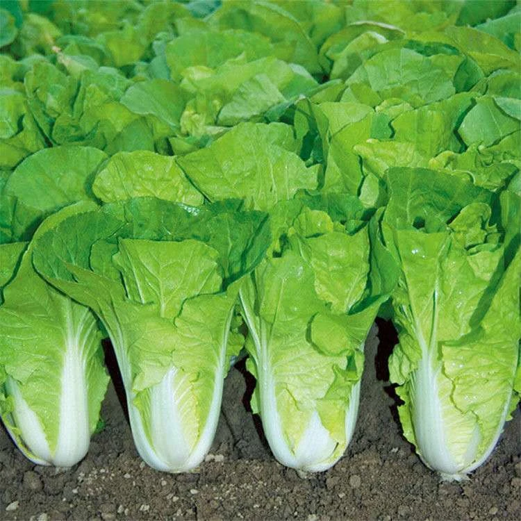 快菜奶油种子天成熟耐热耐高温四季速生小白菜种子蔬菜种子