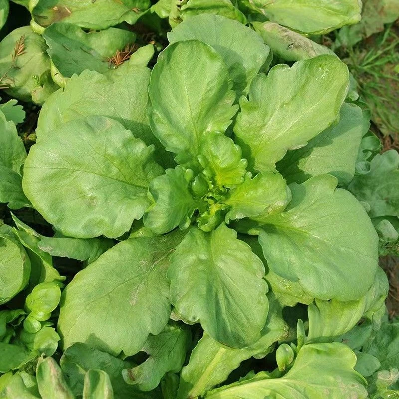 大叶茼蒿种子板叶茼蒿四季种植皇帝菜耐寒春菊菜秋冬蔬菜种子大