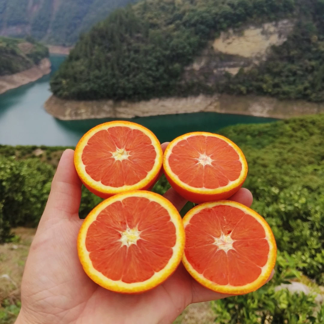 湖北秭归中华红血橙香甜爆汁红肉橙子现摘