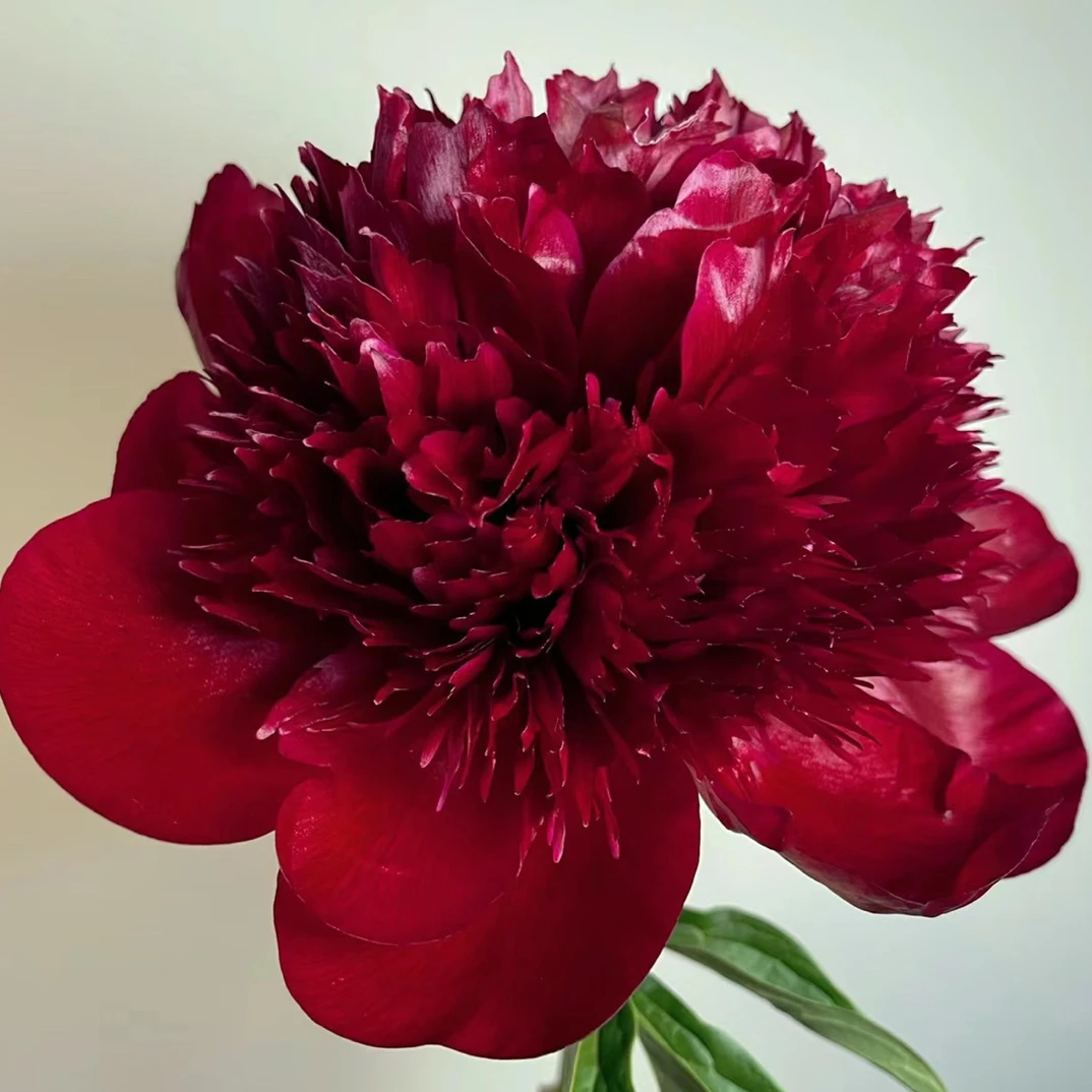 芍药（红色魅力）进口培养栽培开花栽植培植施肥定植小苗养护耐旱