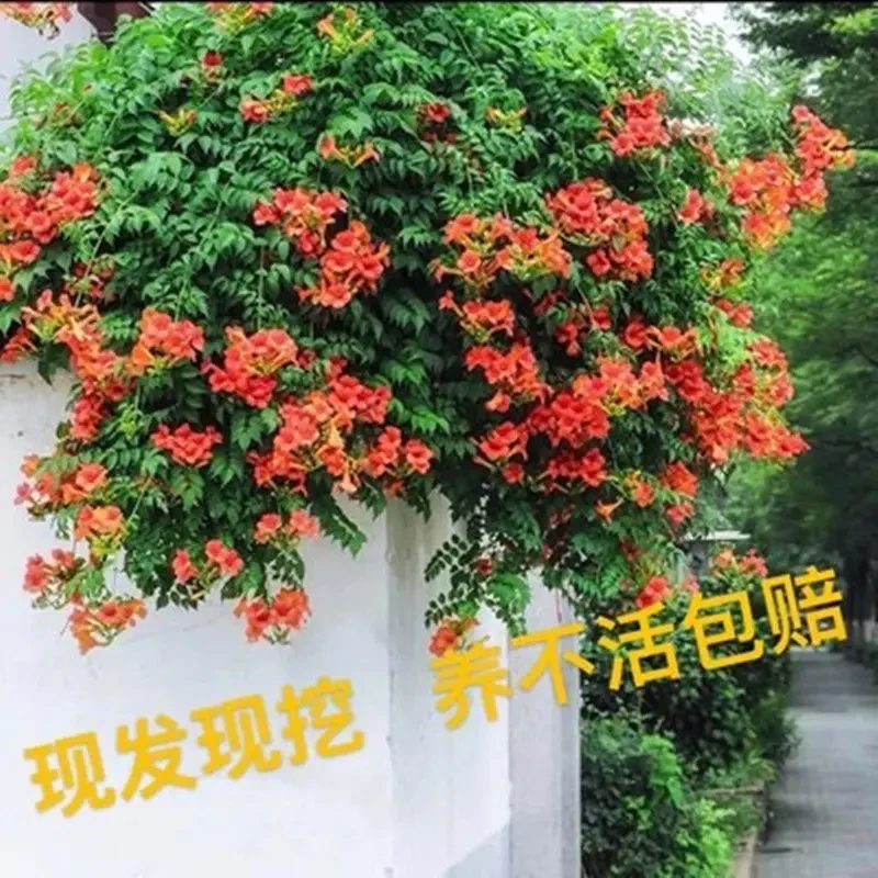 爬藤美国露台凌霄花苗庭院阳台植物四季凌霄耐寒耐热绿化攀爬懒人