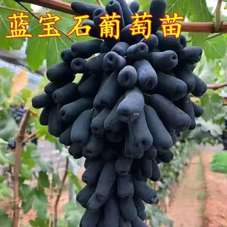 葡萄苖阳光玫瑰蓝宝石盆栽庭院爬藤南方北方种植巨峰无籽葡萄树苗