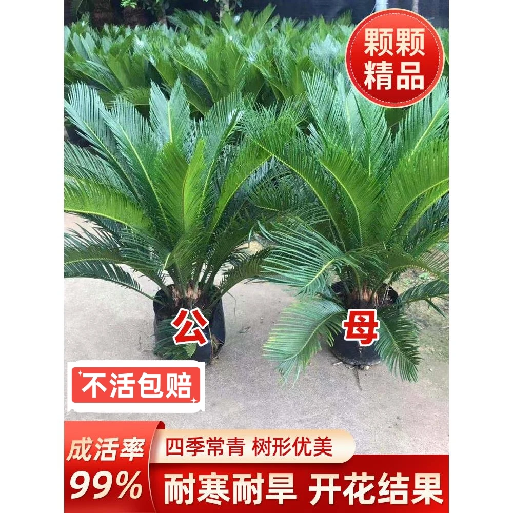 铁树树苗盆栽大型墨西哥铁荷兰树盆景一对大盆开花客厅大门口桃子