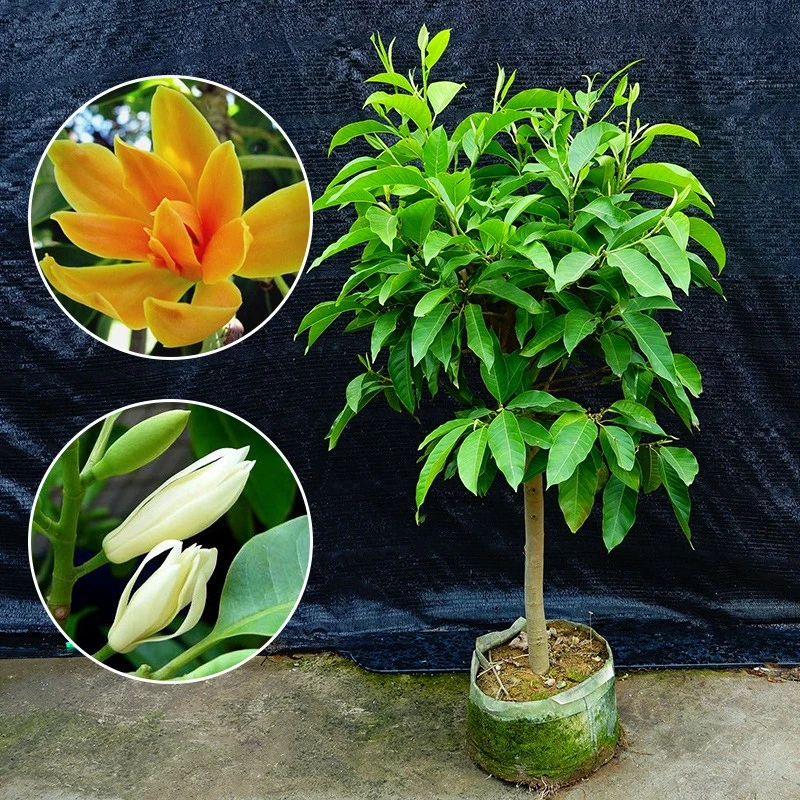 大型白兰花树苗盆栽四季常青植物庭院种植开花植物养护黄色养护