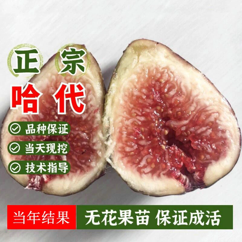 哈代无花果树苗南北方抗寒糖心无花果苗盆栽阳台庭院地栽当年结果