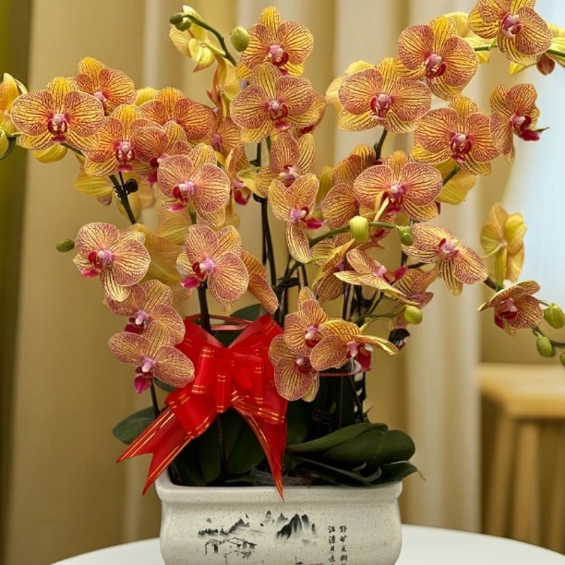 【大元宝】蝴蝶兰懒人花 室内花卉 花期长 好养活