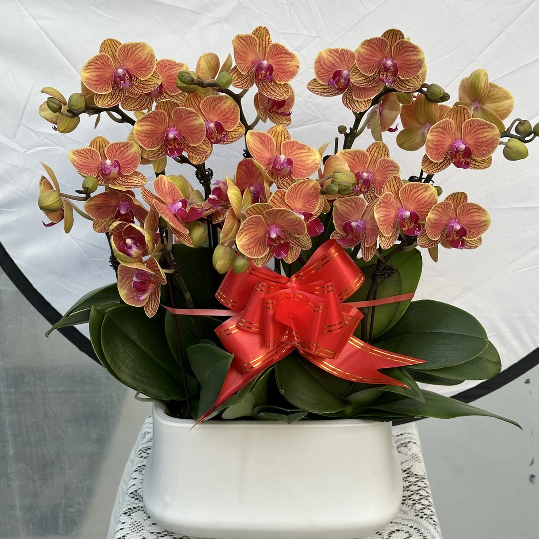 【大吉利2】 蝴蝶兰懒人花 室内花卉 花期长 好养活植株