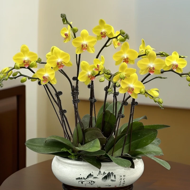 【黄金万两】蝴蝶兰 室内花卉 花期长 好养活种植生长植株容易阳台