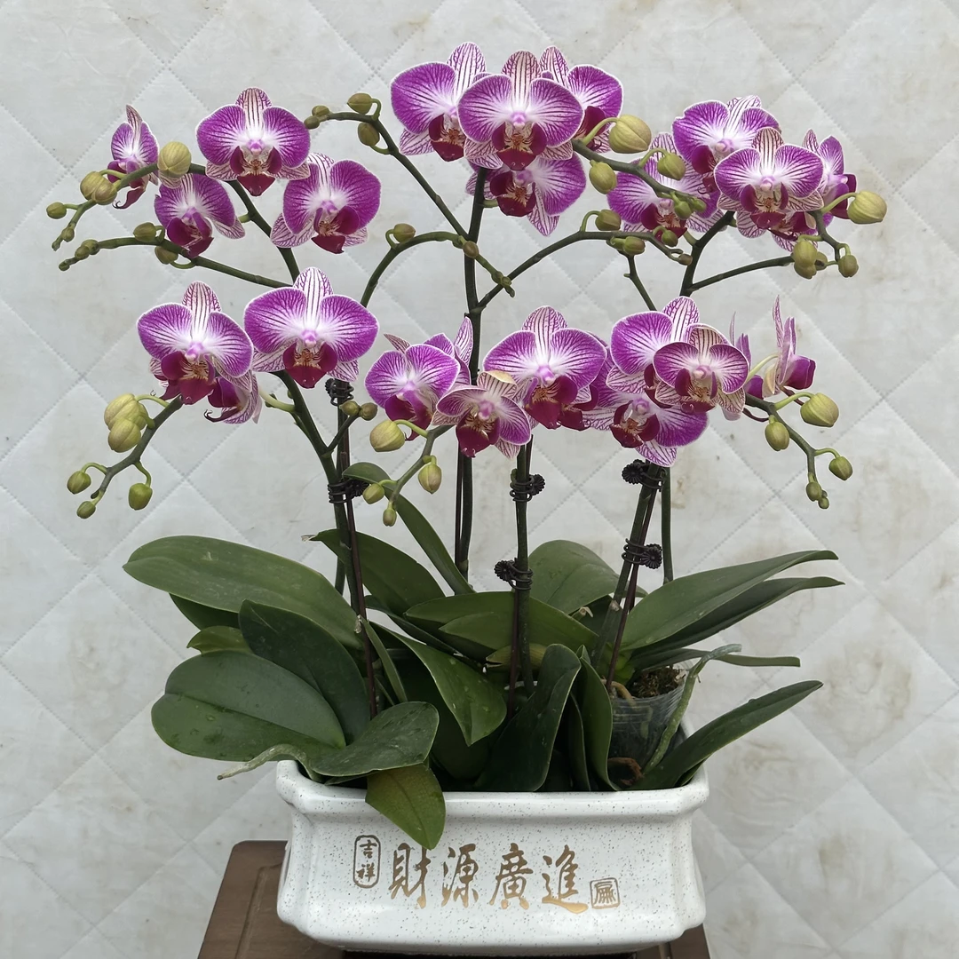 【大富大贵】蝴蝶兰种植 室内花卉 花期长 带花苞兰花小花