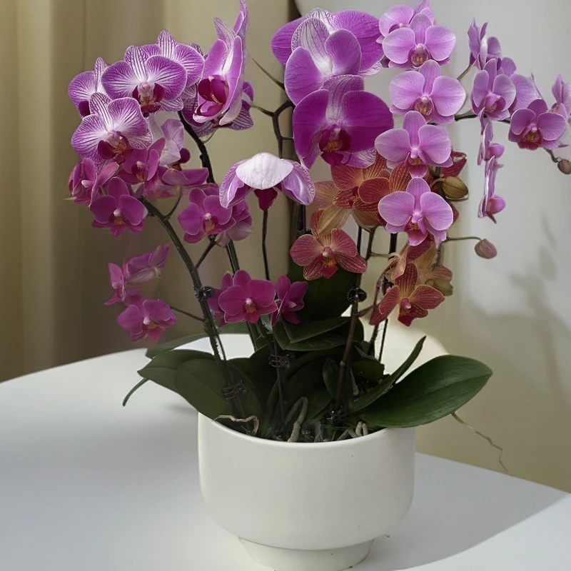 【五福临门】 蝴蝶兰懒人花 室内花卉 花期长 好养活植株生长