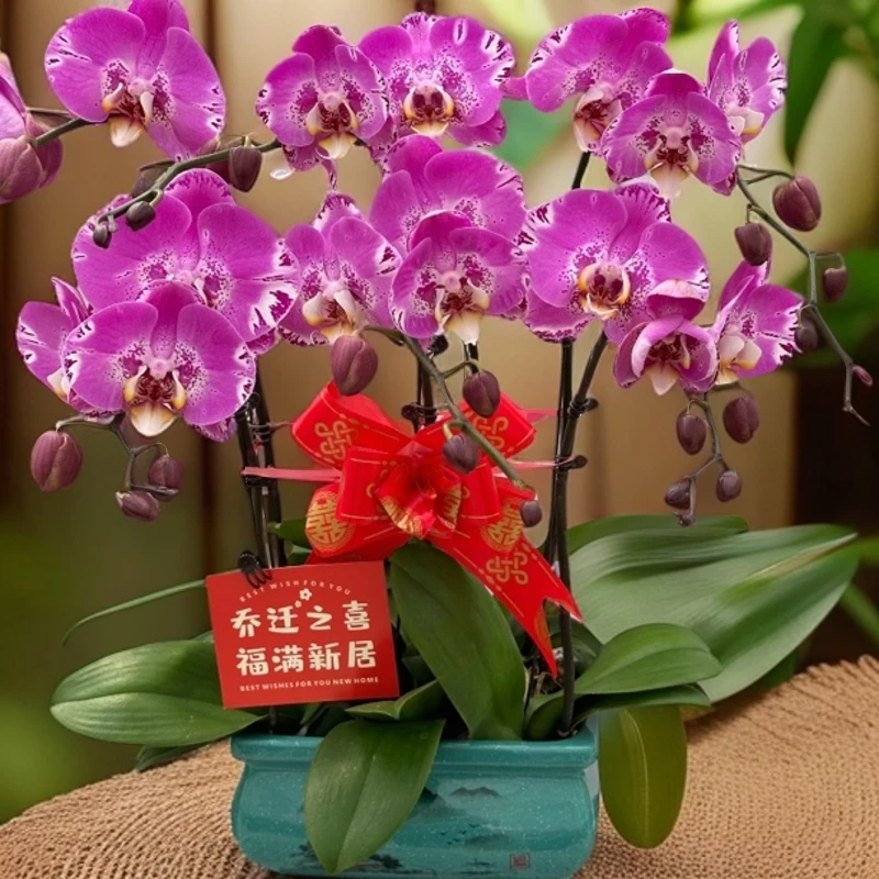 【藏宝图】 蝴蝶兰盆栽 懒人花 室内花卉 花期长 好养活植株