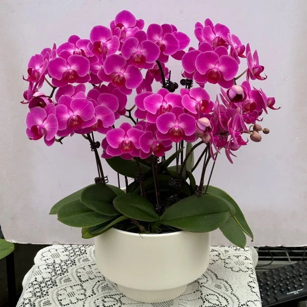 【莫雷利亚】蝴蝶兰懒人花 室内花卉 花期长 好养活