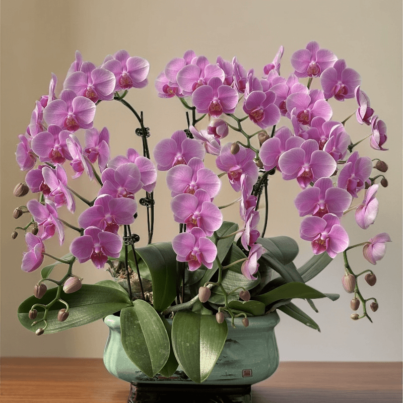 【青春岁月】 蝴蝶兰 室内花卉 花期长 好养活生长植株