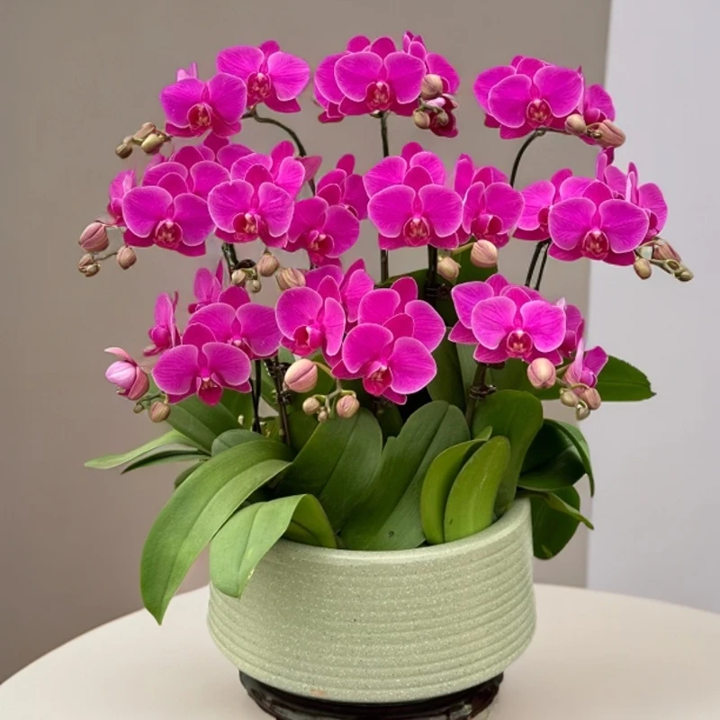 【福满家园】 蝴蝶兰盆栽 懒人花 室内花卉 花期长 好养活植株