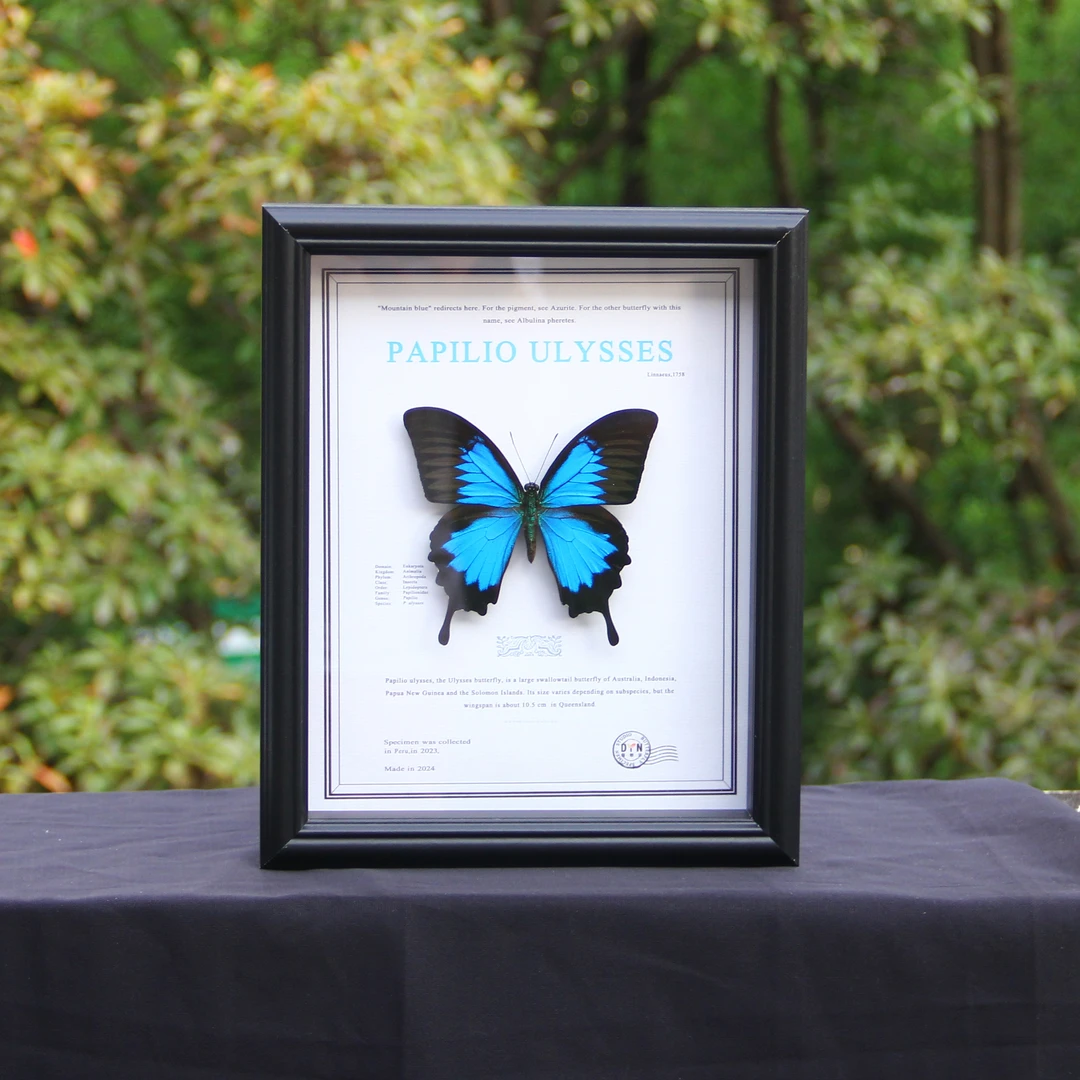 天堂凤蝶蝴蝶标本蓝色原蝶成品展示框礼物摆件生日情人节礼物