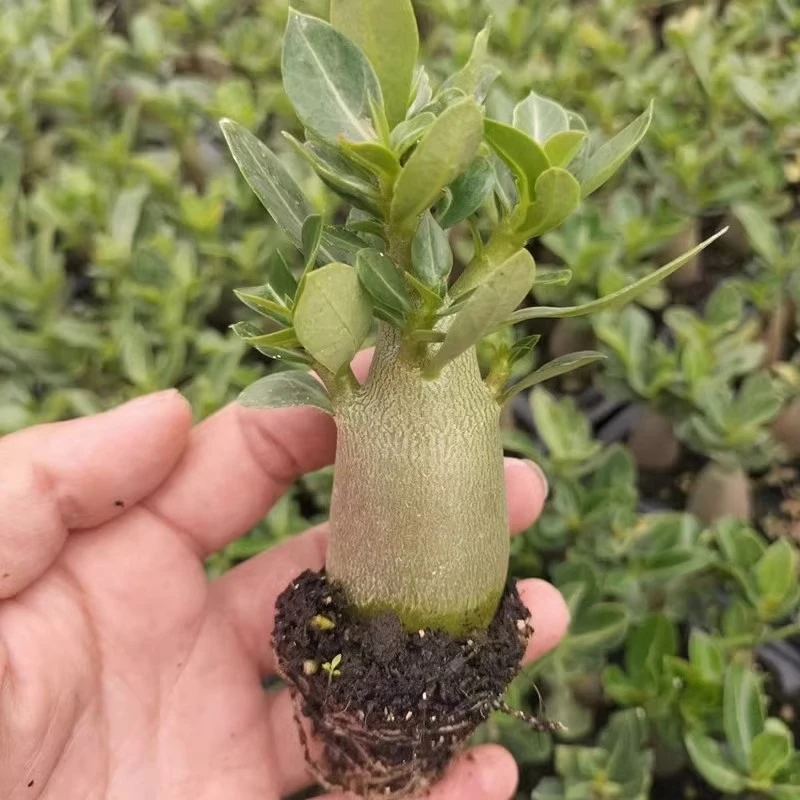 沙漠玫瑰小苗喜阳植物四季开花好养易活重瓣多肉植物可造型