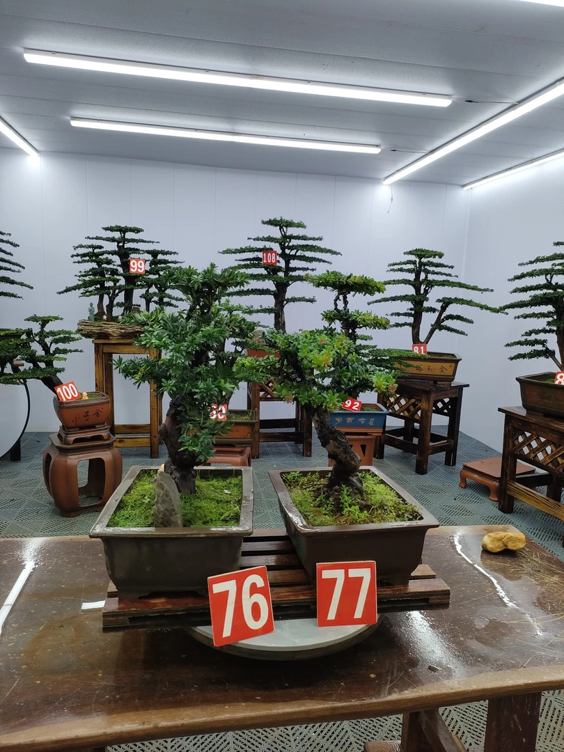 川之霖精品盆景一物一拍所见即所得