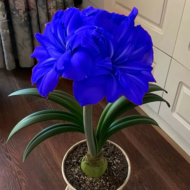 【常年开花】荷兰进口重瓣朱顶红四季开花植物室内绿植绿植大盆栽