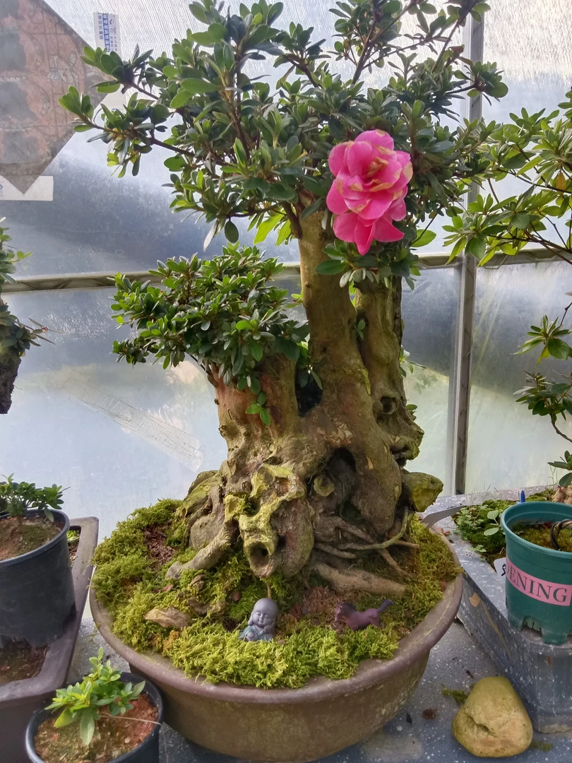 杜鹃老桩四季开花一物一拍