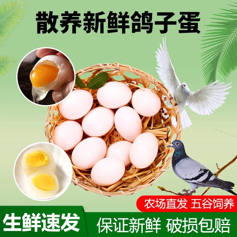 新鲜农家散养鸽子蛋杂粮喂养中大枚鸽子蛋鸽蛋营养