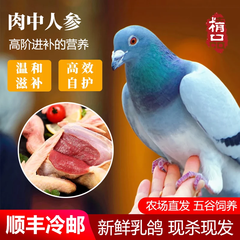 东昌湖畔农家散养土鸽乳鸽杂粮乳鸽四只汤现杀生鲜营养丰富