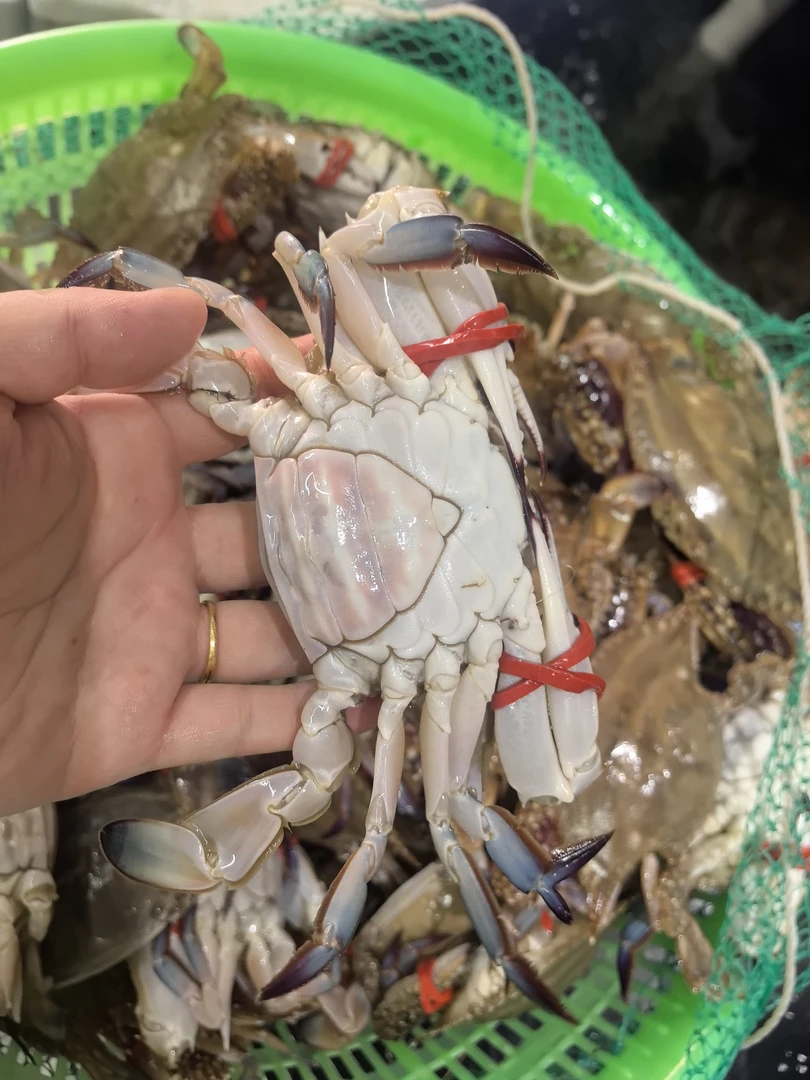 【特惠肉母蟹】莱州肉母蟹 2斤 （单只3两左右）  无黄或微黄 肥度八九成 包鲜不包活 部分掉退