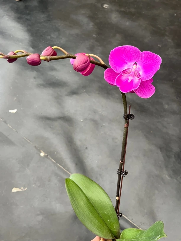 鲜花《艳舞》蝴蝶兰（拍5颗配篮子）