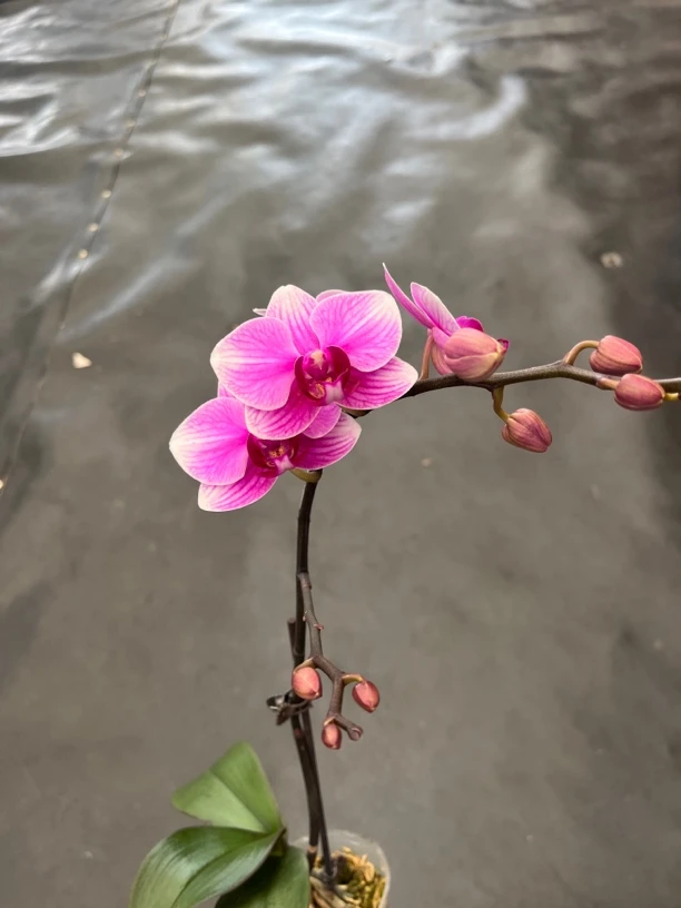 鲜花《桃花仙子》蝴蝶兰（拍5颗配篮子）