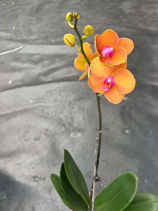 鲜花《博洛尼亚》蝴蝶兰云南源头基地直发