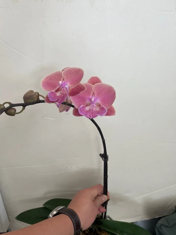 鲜花《唯美》蝴蝶兰云南源头基地直发