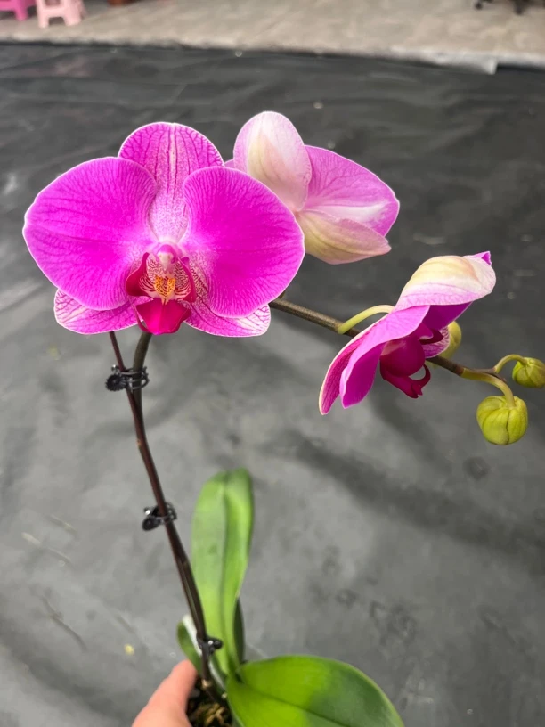 鲜花《情人2号》蝴蝶兰（拍5颗配篮子）