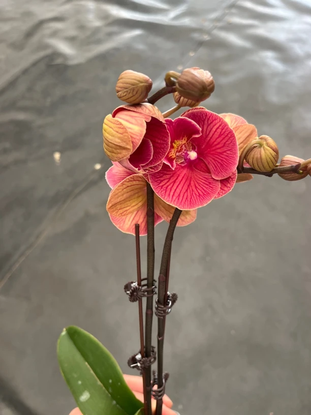 鲜花《红袖》蝴蝶兰云南源头基地直发