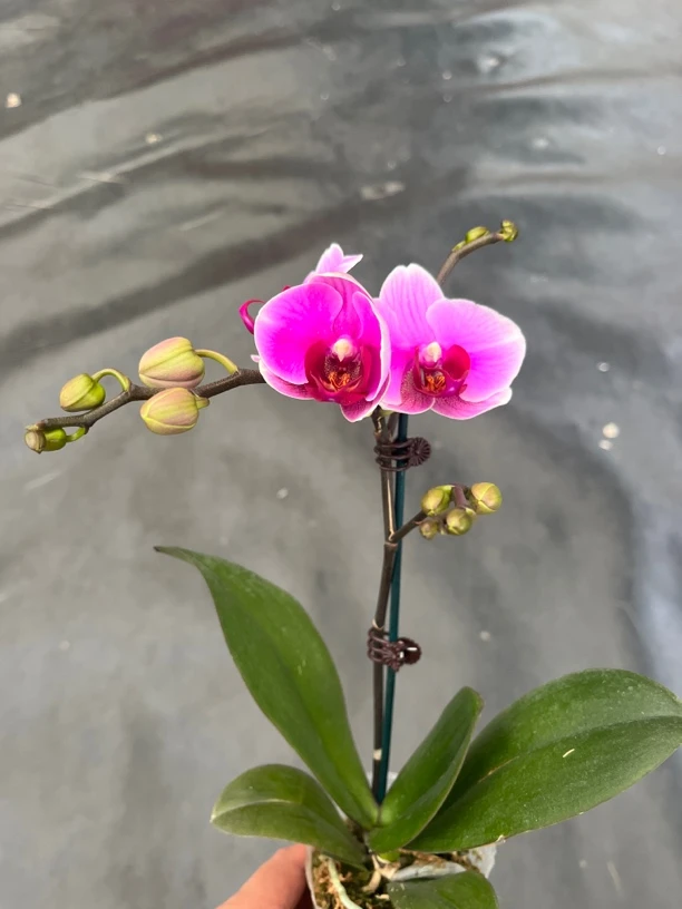鲜花《超级宝贝》蝴蝶兰云南源头基地直发