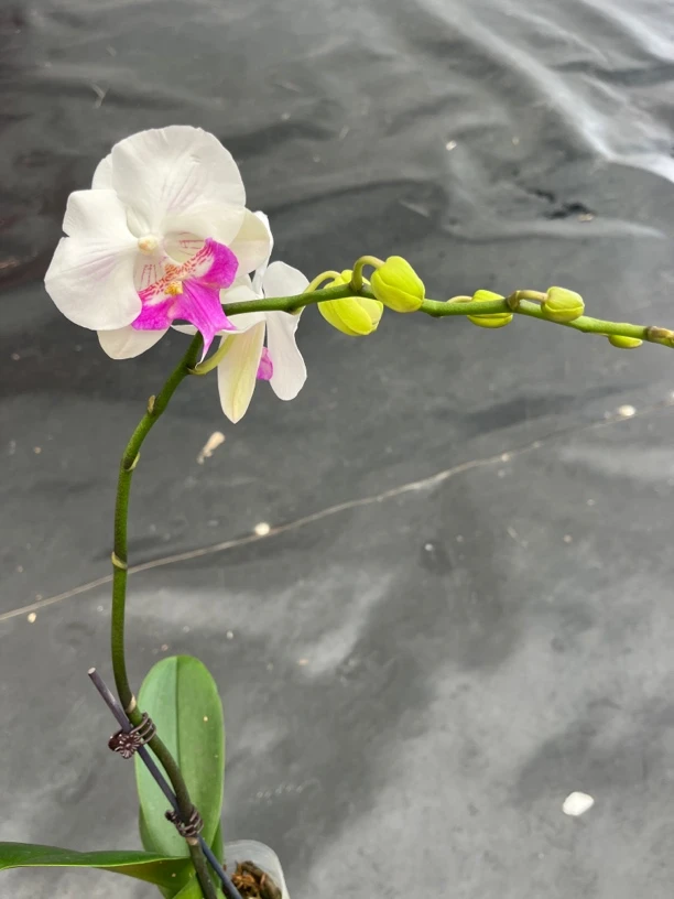 鲜花《茶花女》蝴蝶兰（拍5颗配篮子）