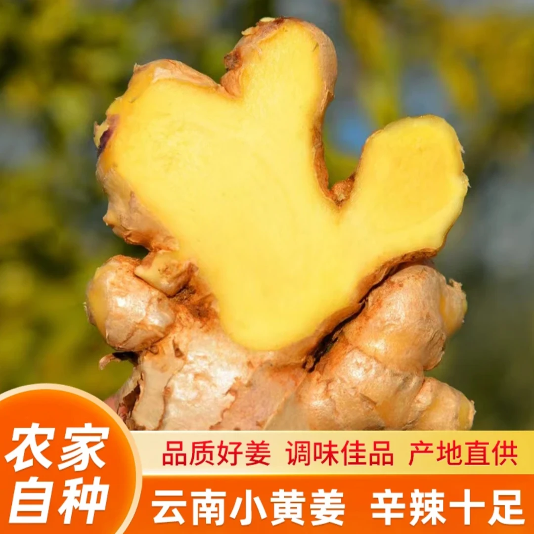 花-云南小黄姜新鲜生姜嫩姜现挖高山沙姜土姜3斤老姜