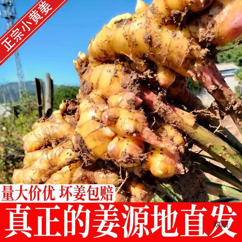 云南正宗小黄姜新鲜小黄姜山地产地厨房烹饪姜味浓郁好吃