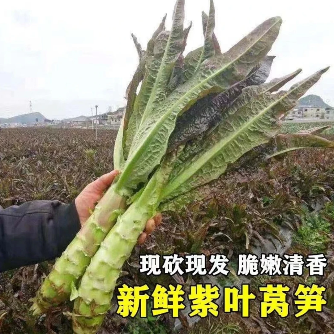 云南露天新鲜紫叶莴笋5斤现摘现发莴苣蔬菜农家自种地头发货