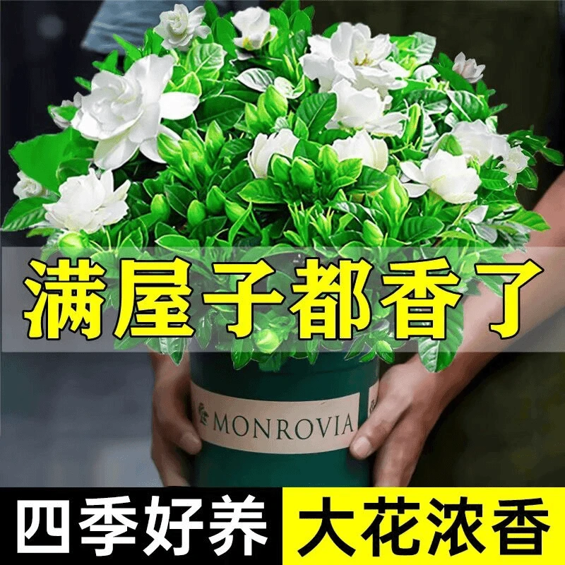 【基地直发 浓香型栀子花】盆栽花卉植物室内花阳台绿植四季好养