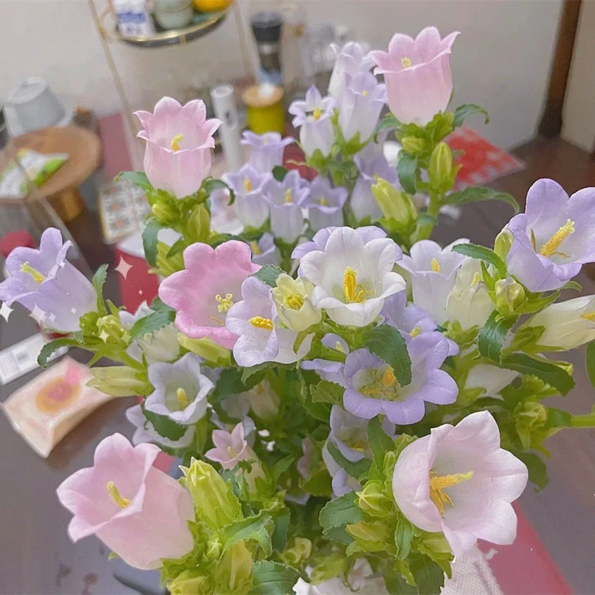 多色混色风铃草种子钟花混色低矮花卉室内阳台盆栽易种简单