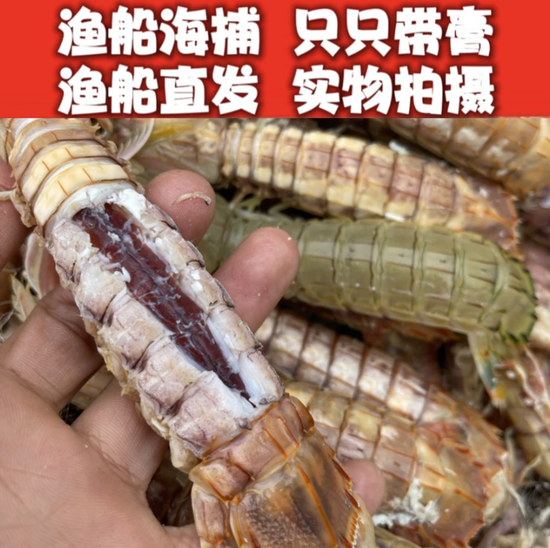 连云港发货带黄皮皮虾虾姑赖尿虾500g/盒